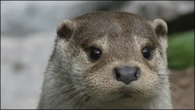 Quel est le nom du bébé de la loutre ?