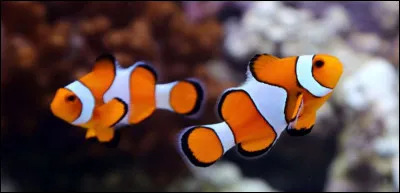 Quel est le nom du bébé du poisson ?