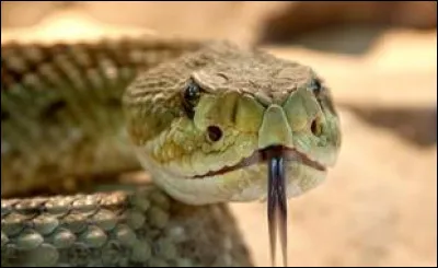 Quel est le nom du bébé du serpent ?