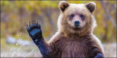 Quel est le nom du bébé de l'ours ?