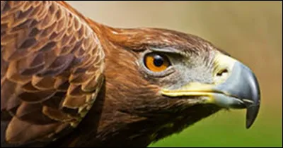 Quel est le nom du bébé de l'aigle ?