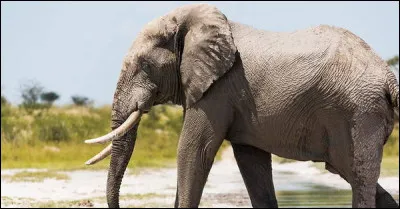 Quel est le nom du bébé de l'éléphant ?