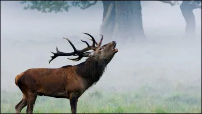 Quel est le nom du bébé du cerf ?