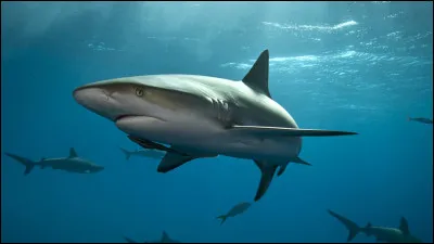 Quel est le nom du bébé du requin ?