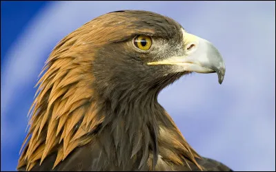 L'aigle royal fait partie de la famille des Dermochelyidae.