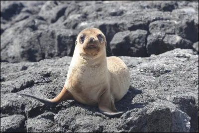 Comment appelle-t-on un bébé otarie ?