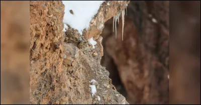 Y a-t-il un animal ? si oui lequel ?