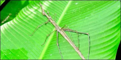 D'après vous qu'est-ce ?