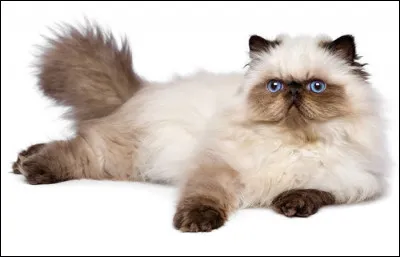 Quelle est cette race ?