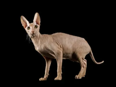 Quelle est cette race ?