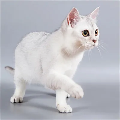 Quelle est cette race ?