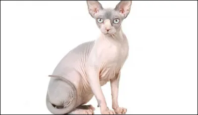 Quelle est cette race ?