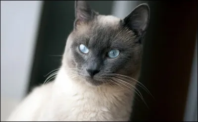 Quelle est cette race ?