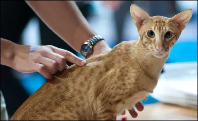 Quelle est cette race ?