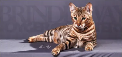 Quelle est cette race ?