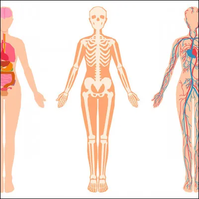 Où se trouve le radius ?