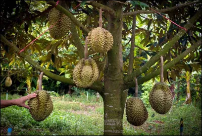Dur comme durian : quelle est la particularit&eacute; de ce fruit ?