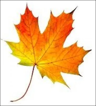 Dur comme "dur de la feuille" : qui cette expression d&eacute;signe-t-elle ?