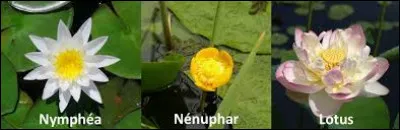 Le nénuphar et le lotus sont-ils cousins ?