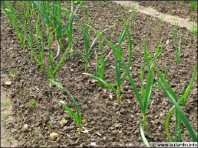 La teigne de l'ail est....
