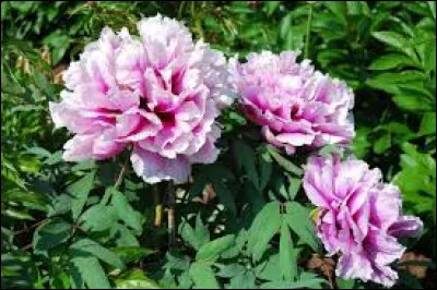 La pivoine arbustive est dite...