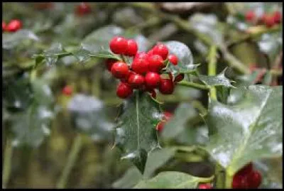 Chez le houx, qui porte les fruits ?