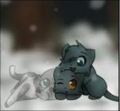 Finalement, tu tombes amoureux d'un guerrier d'un autre clan et tu as des chatons.