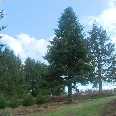 Un sapin dans la forêt du Russey sera abattu. Quel âge a-t-il ?