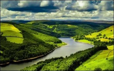 Do you have any pets ?