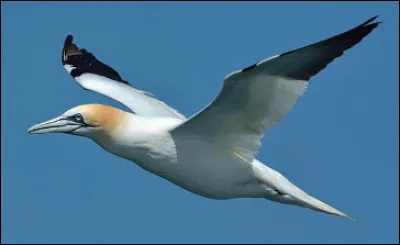 Quel est cet oiseau de mer au vol pesant qui plonge à 90 km/h pour attraper des poissons ?