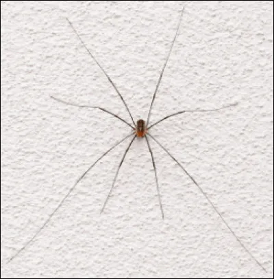 Quel est cet arachnide sans soie au corps mou et globuleux avec une envergure pouvant atteindre 185 mm ?