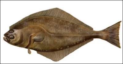 Quel est ce gros poisson plat carnivore dont l'huile de foie est très riche en vitamine C ?