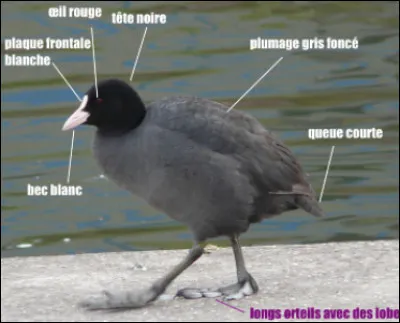 Quel est ce palmipède échassier et omnivore que l'on trouve principalement en Camargue ?