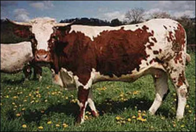 Quelle est cette race bovine française originaire de la chaîne des Puys ?
