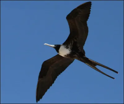 Quel est cet oiseau de mer, puissant chasseur qui se nourrit de poissons et que l'on trouve principalement aux Antilles ?