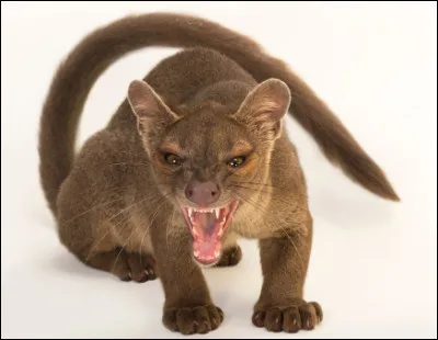 Quel est ce mammifère carnivore, féroce et agressif vivant uniquement à Madagascar ?