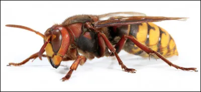 Quel est ce grand insecte originaire d'Asie dont la piqûre est très douloureuse ?