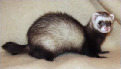 Quel est cet animal domestique élevé pour la chasse aux rongeurs, sa fourrure, sa compagnie et les laboratoires ?