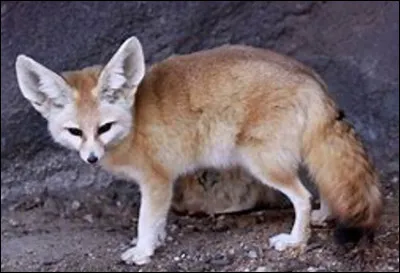 Quel est ce renard des sables, un mammifère de petite taille aux grandes oreilles ?