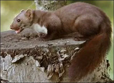 Quel est ce petit mammifère avec une petite tête, un fin museau et une queue touffue qui vit principalement la nuit ?
