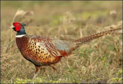 Quel est cet oiseau diurne et sédentaire originaire d'Asie qui ne vole que sur de courtes distances, un gibier réputé ?