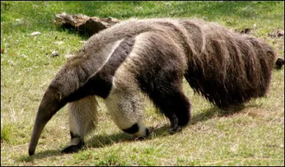 Quel est cet animal qui se nourrit essentiellement de fourmis ?