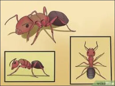 Qui décourage les fourmis ? (plusieurs réponses possibles).