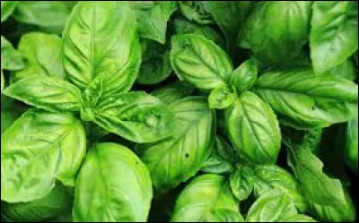 L'autre nom du basilic, c'est... (plusieurs réponse possibles).