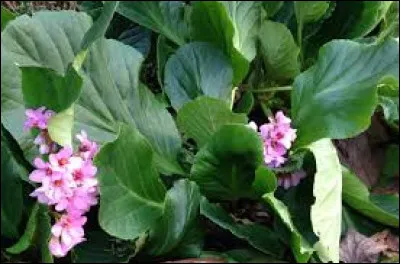 Laquelle, parmi ces plantes, est surnommée "oreille d'éléphant" ?