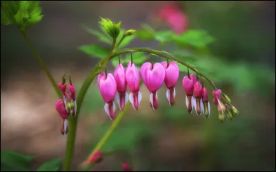 Lequel de ces métiers te sentirais-tu le plus apte à pratiquer ?