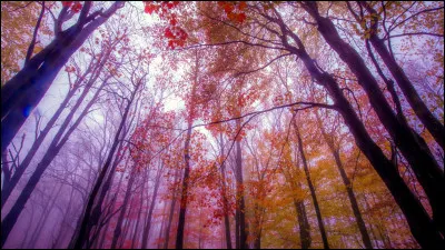 Si tu ne devais porter qu'une seule couleur, laquelle serait-ce ?