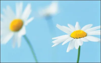 Duquel de ces membres de ta famille as-tu été le plus proche ?