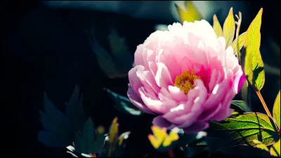 Qu'aimes-tu le moins faire ?