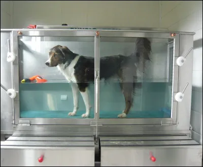 À quoi sert la physiothérapie chez les animaux ?